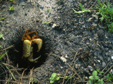 Crab near the Entrance to a Ground Nest Photographic Print