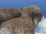 Atlantic Walrus Calf Sleeps on its Mothers Back Lámina fotográfica