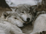 Napping Gray Wolves Photographie