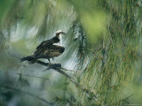 Osprey with a Fish Perched in a Pine Tree Photographie par Klaus Nigge