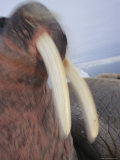 Close View of an Atlantic Walrus Flashing its Tusks Photographic Print