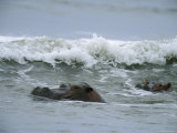 Hippopotamuses Swimming in the Surf Lámina fotográfica Hippopotamuses Swimming in the Surf Lámina fotográfica