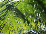 Detail of a Palm Frond Photographic Print by Klaus Nigge