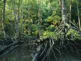 Tangles of Buttressed Mangrove Roots Streamside in a Forest Photographic Print by Tim Laman Tangles of Buttressed Mangrove Roots Streamside in a Forest Photographic Print by Tim Laman