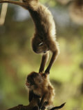 Two Juvenile Geladas Play Together in a Tree Photographic Print