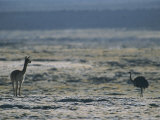 Vicuna and a Rhea on the Atacama Deserts High Plains Lámina fotográfica Vicuna and a Rhea on the Atacama Deserts High Plains Lámina fotográfica