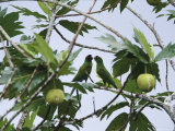 Pair of Masked Shining Parrots in a Treetop Photographic Print