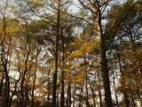 Loblolly Pines and Other Trees in a Maritime Forest Photographic Print
