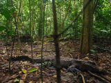 West African Dwarf Crocodile Lying in the Forest Photographic Print