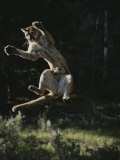 Mountain Lion Leaps into the Air Photographie