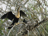 Anhinga and its Offspring in a Nest on Floridas Gulf Coast Photographie