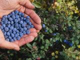 Cupped Hands Filled with Fresh-Picked Blueberries Photographic Print by Paul Nicklen