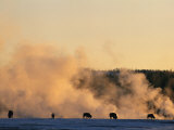 Bison Feeding near a Steaming Geyser in a Winter Landscape Photographic Print by Bobby Model