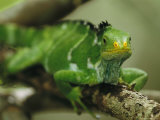 Close View of a Crested Iguana Perched on a Tree Branch Photographic Print