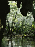 View from the Mouth of Mil Columnas Cave of the Surrounding Jungle Photographic Print