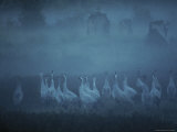 Common Cranes Standing in a Foggy Landscape Photographic Print