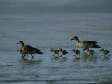Family of Ducks on a Mud Flat on the Edge of a Saline Lake Photographie par Joel Sartore