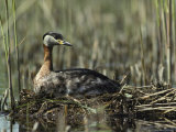 Grebe Sitting on its Nest in a Wetland Photographie par Klaus Nigge