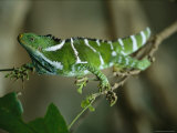 Crested Iguana Walking across Thin Tree Branches Photographic Print