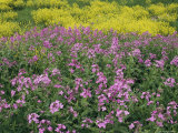 Phlox and Yellow Wildflowers Growing along a Milwaukee Parkway Photographic Print by Paul Damien