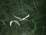 Pair of Trumpeter Swans in Flight Photographic Print