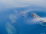 Atlantic Walruses Swim near the Waters Surface Lámina fotográfica