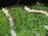 Close View of the Skin and Scales of a Crested Iguana Photographic Print
