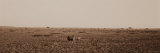 Black Rhinoceros on the Plains of Masai Mara National Reserve Photographic Print