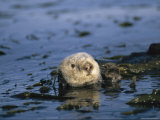 Sea Otter Floats in a Tangle of Kelp in Monterey Bay Lámina fotográfica