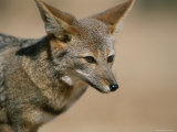 Desert Fox in the Coastal Region of Chiles Atacama Desert Photographic Print