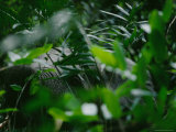 African Elephant in Dense Foliage Photographic Print by Michael Nichols