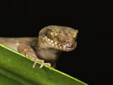 View of the Head of a Gecko Peering over a Leaf Photographic Print