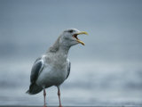 Herring Gull Stands on the Shoreline Vocalizing Photographic Print