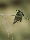 European Bee Eater Perched on a Branch Stretching its Wings Photographic Print