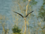 Osprey in Flight Photographic Print