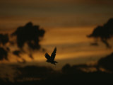 Silhouette of a Red-Tailed Hawk in Flight at Sunset Photographic Print by Joel Sartore