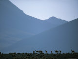 Vicunas Search for Food in the Highlands of the Atacama Desert Lámina fotográfica Vicunas Search for Food in the Highlands of the Atacama Desert Lámina fotográfica