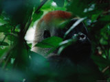 Close View of a Western Lowland Gorilla in Dense Foliage Lámina fotográfica