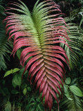 Large and Striking Red-Tipped Fern Frond Photographic Print by Tim Laman