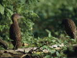 Juvenile Herons Perched on a Fallen Log in a Marshy Area Photographic Print by Tim Laman