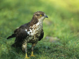 Alert-Looking Raptor Standing on the Ground Photographic Print