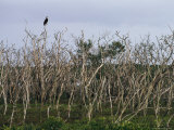 Osprey Perches on a Tree Branch in South Florida Photographic Print