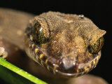 Close View of the Head of a Gecko Photographic Print by Tim Laman