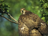 Raptor with Wings Outstretched Perched on a Tree Limb Photographic Print