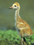 Juvenile Crane on Floridas Gulf Coast Photographic Print