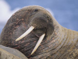 Portrait of an Atlantic Walrus Photographic Print