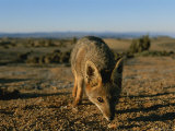 Desert Fox in the Coastal Region of Chiles Atacama Desert Photographic Print