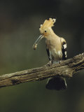 Hoopoe with an Insect in its Bill Perched on a Tree Limb Photographic Print