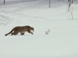 Mountain Lion Chases a Hare in a Snowy Landscape Photographic Print