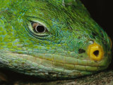 Close View of the Head of a Crested Iguana Photographic Print